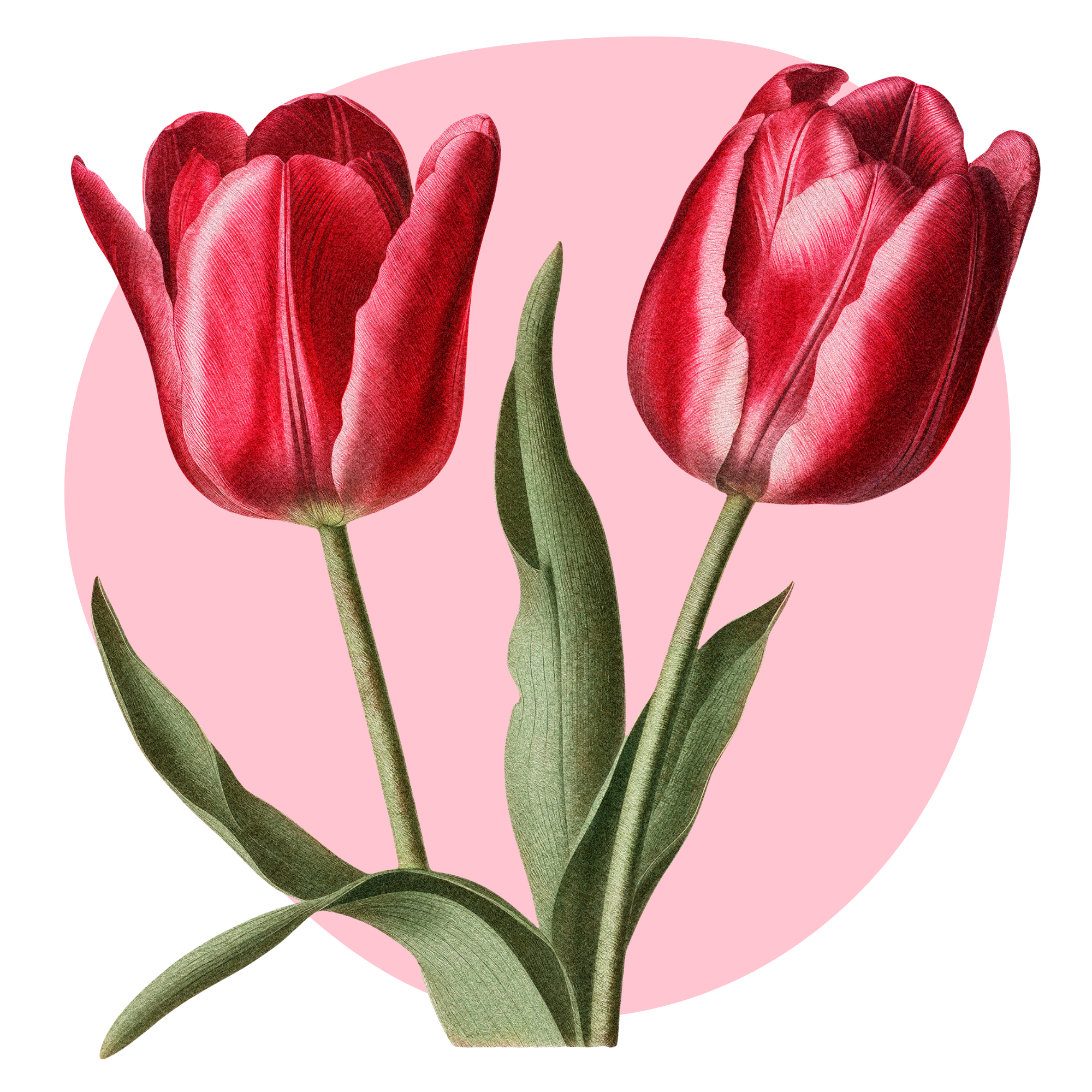 Textil falmatrica tulipánok